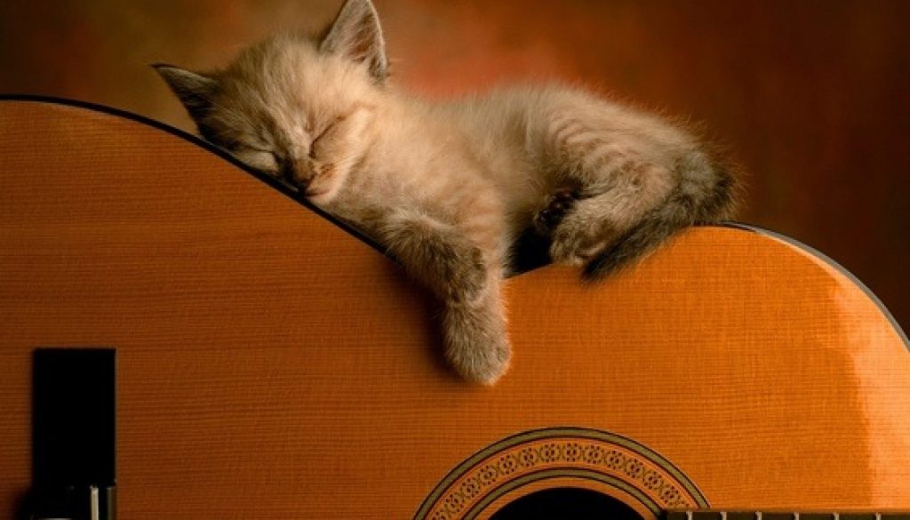 cat sleeping on acoustic guitar